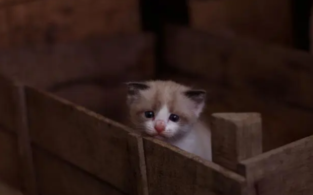 家养的猫咪只吃肉食，不吃猫粮，怎么办？