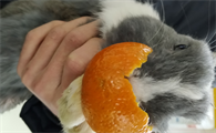 兔子能吃橘子皮吗，好奇的来看看！