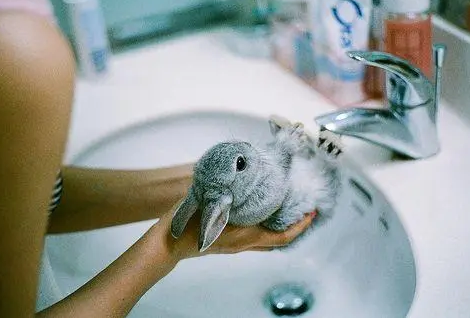 兔子能不能洗澡？只要做好这几件事情就没问题！