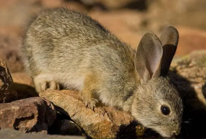 沙漠棉尾兔是野生动物吗？都在哪里？