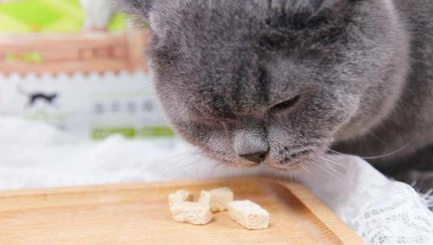 猫咪不吃猫粮怎么办？只吃零食可不太行！