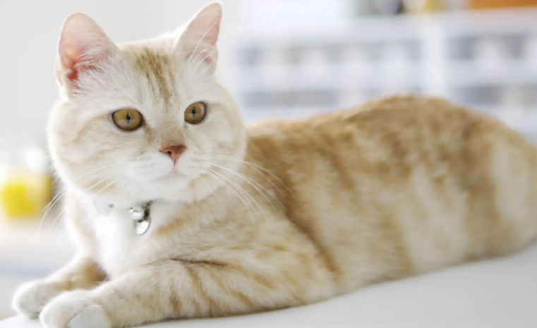 傲娇的猫咪做错事会道歉吗？答案令人意外！