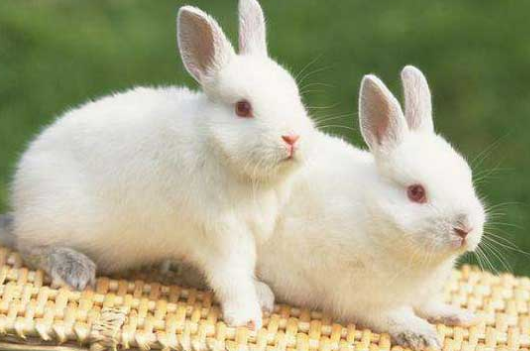 日本大耳兔和中国白兔有啥区别，别再分不清啦~