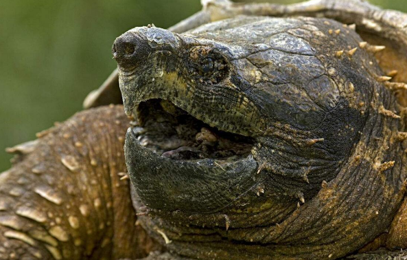 小鳄龟冬眠注意事项，你们知道吗？