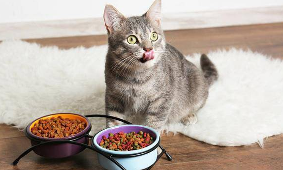猫咪喜欢吃温热食物的原因是什么？