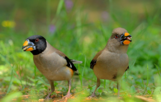 蜡嘴雀和铜嘴雀如此相像，它们有何区别呢？