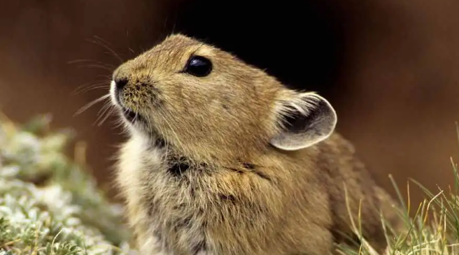 高原鼠兔的别名叫什么？答案揭晓时刻！