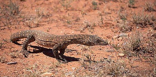 澳洲巨蜥之王——眼斑巨蜥，快来了解一下吧！