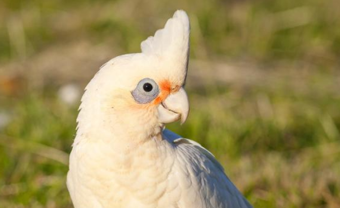 每日科普：蓝眼凤头鹦鹉是国家保护动物吗？