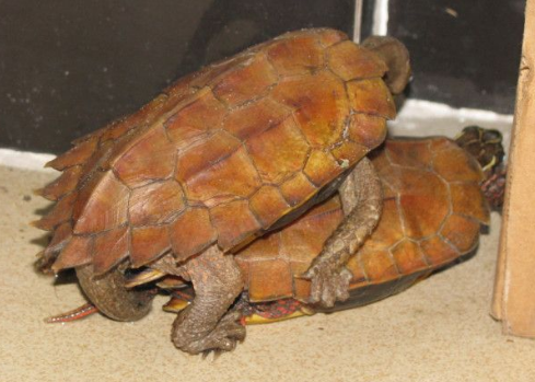萌宠小知识：八角龟吃龟粮吗？