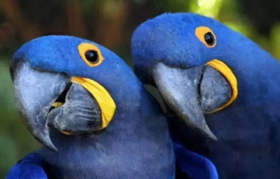 蓝紫金刚鹦鹉多少钱？要看如何饲养？