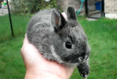 侏儒幼兔的喂养方法，快看快看！