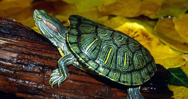 好奇？巴西龟冬天怎么养放多少水啊？