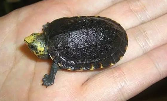 养龟必知：牙买加彩龟怎么养