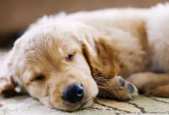 好奇，狗睡觉打呼是否正常？