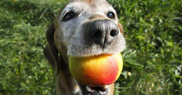 狗可以吃桃子吗？回答是“yes”！