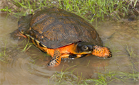 木雕水龟能长多大？来这里了解下吧！