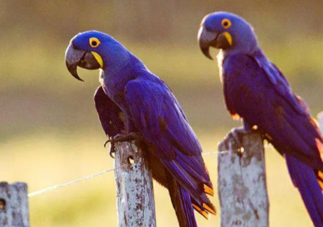 紫蓝金刚鹦鹉能活多久？要看如何饲养？