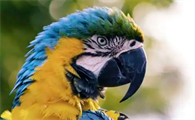 蓝头金刚鹦鹉喜欢吃什么？饲养方法了解一下！