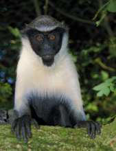 关于狄安娜长尾猴的百科小知识，赶紧来看一看吧！