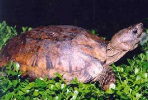 扁东方龟