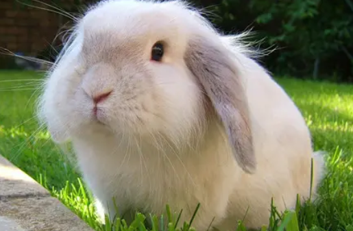 网红安哥拉兔，常见疾病和治疗方法你知道吗？