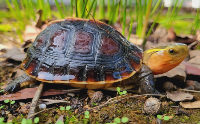 乌龟小常识：锯缘龟可以和黄缘龟混养吗？