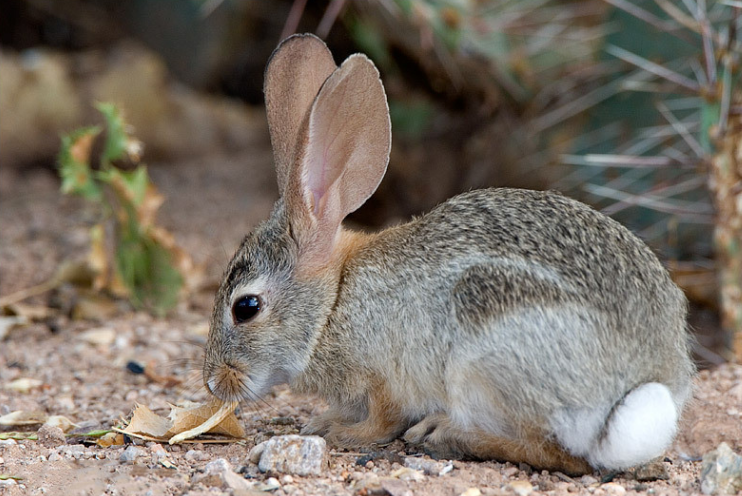 一起来认识一下我们的“兔子警官”，沙漠棉尾兔吧！