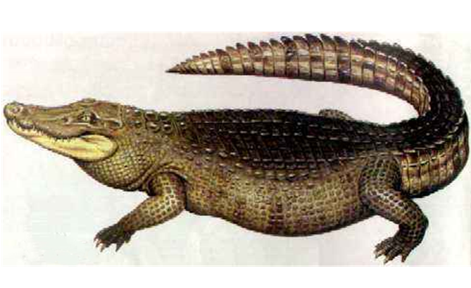 史前巨鳄——亚马逊莫拉氏鳄，了解一下