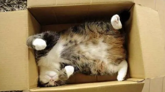 养猫不需要买猫窝，因为猫咪最爱睡觉的地方不是猫窝
