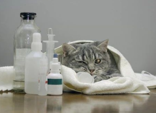 宠物猫有细菌传染吗？你们知道吗？