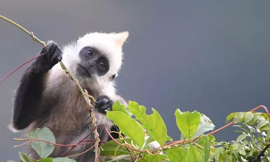 极度濒危罕见的“门岛叶猴”，多年来一直藏在印度尼西亚！