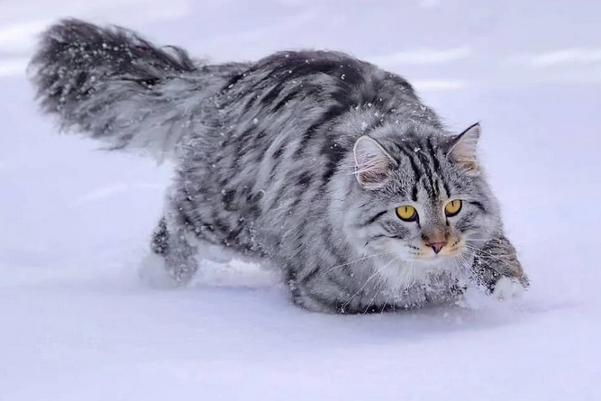 西伯利亚森林猫——行走的鸡毛掸子