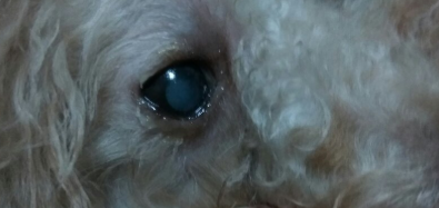 狗狗眼球上有一块白色透明的东西是怎么回事？
