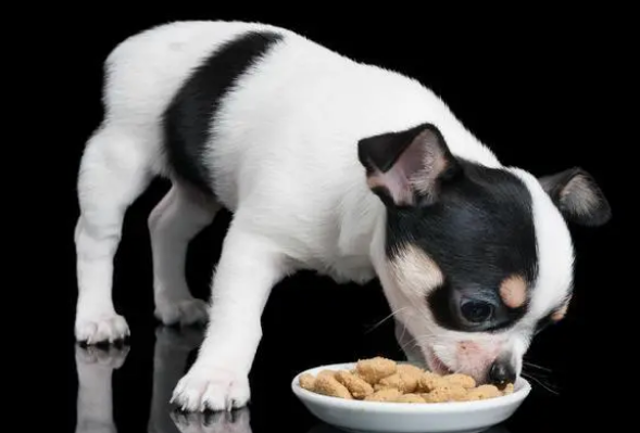 狗狗挑食不吃狗粮，5个有效的办法帮到你