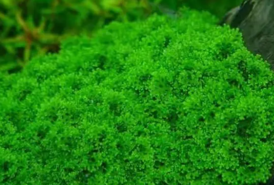 鱼缸草缸造景都有哪些水草适合做前景？