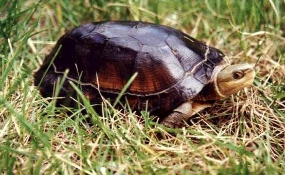周氏闭壳龟能养多大，讲给你听