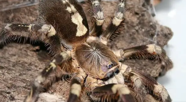 这种蜘蛛珍贵堪比象牙！且看象牙华丽雨林的前世今生
