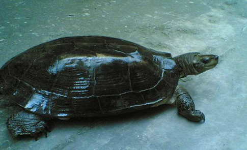 来介绍一下缅甸黑山龟价钱吧！
