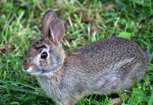 每日一问：兔子是哺乳动物吗？