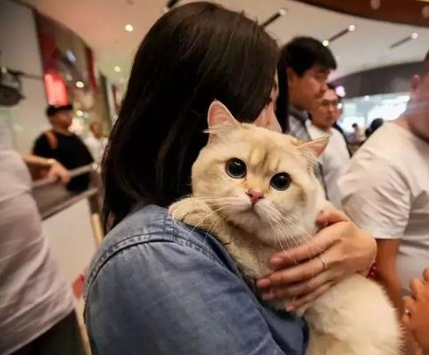 天津2019CAAC国际展，盖夫陪你沉迷猫界盛世美颜
