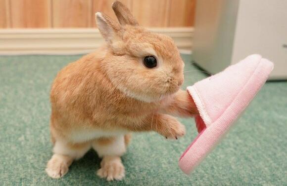 怎么训练侏儒兔上厕所，你一定要知道~