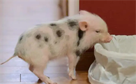 小巧可爱的胡利亚尼猪，你们了解怎么养吗？