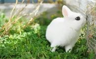 波兰兔最多可以活多久？感兴趣可以了解一下