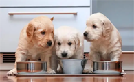 喂狗粮不代表结束！改善狗饮食的4个技巧
