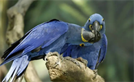蓝紫金刚鹦鹉多少钱？要看如何饲养？