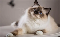 和巴厘猫相处过程中，这几点要注意！