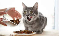 成猫吃幼猫粮有坏处吗？有没有危害？