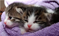 幼猫一天要睡多少个小时？有人知道吗？