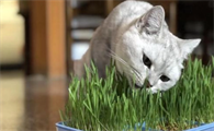 为什么猫不吃猫草？此文帮你解惑